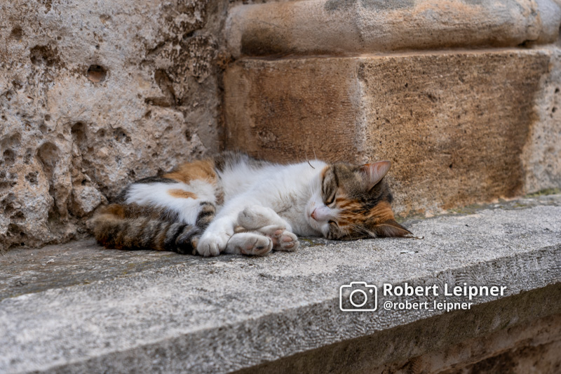schlafende Katze in der Innenstadt