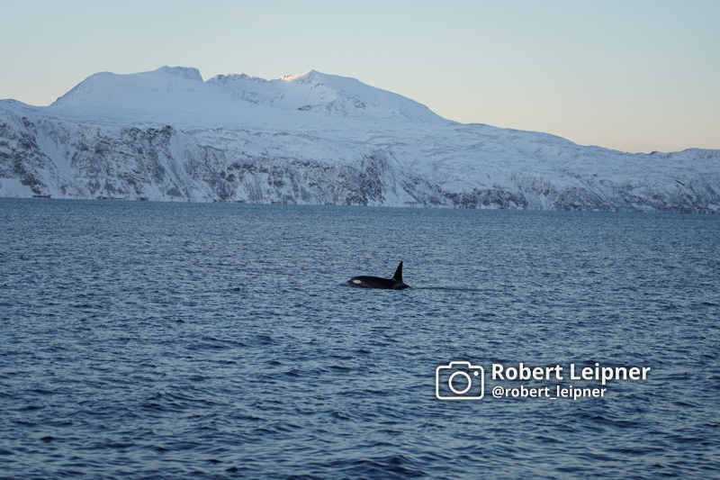 Whale Watchiung: Orcas im Polarmeer