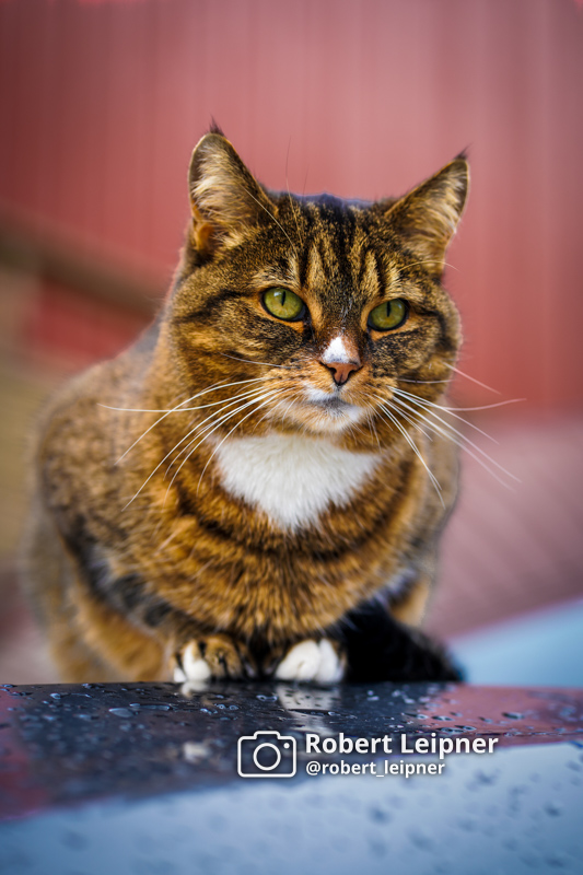 Katze in der Innenstadt von Trondheim