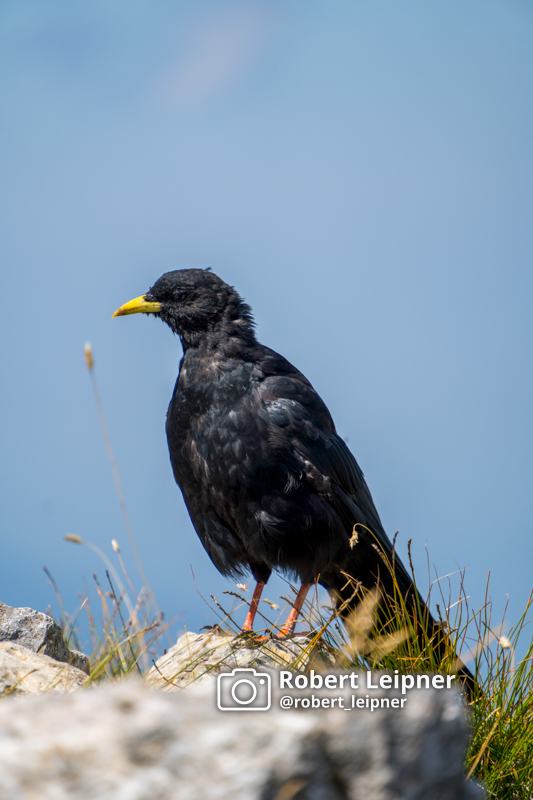 Vogel auf einem Berg im Karwendelgebirge