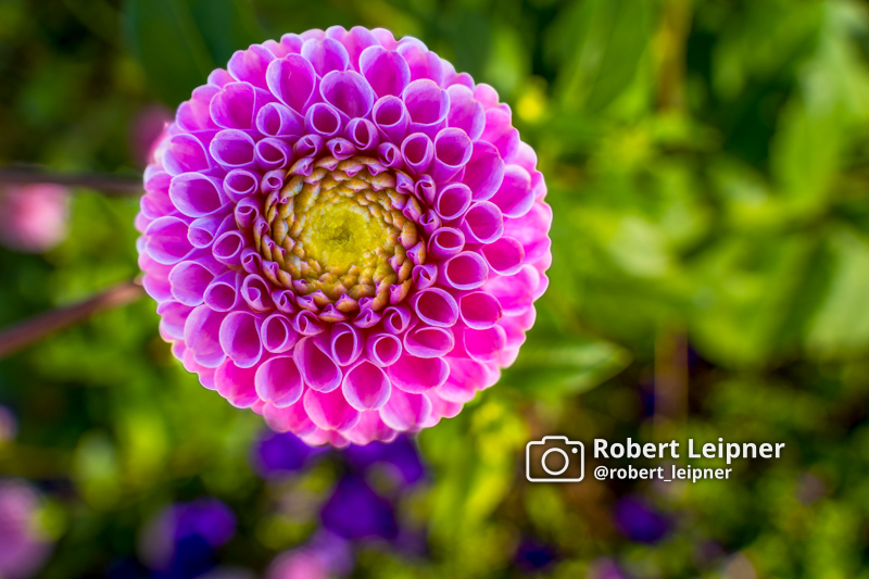 bunt blühende Blume bei der Bundesgartenschau in Mannheim