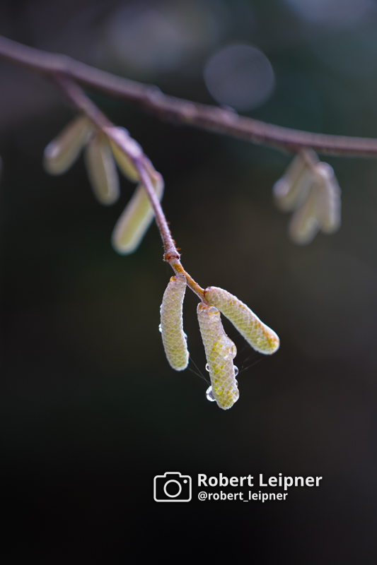 Wassertropfen an einem Zweig im Winter