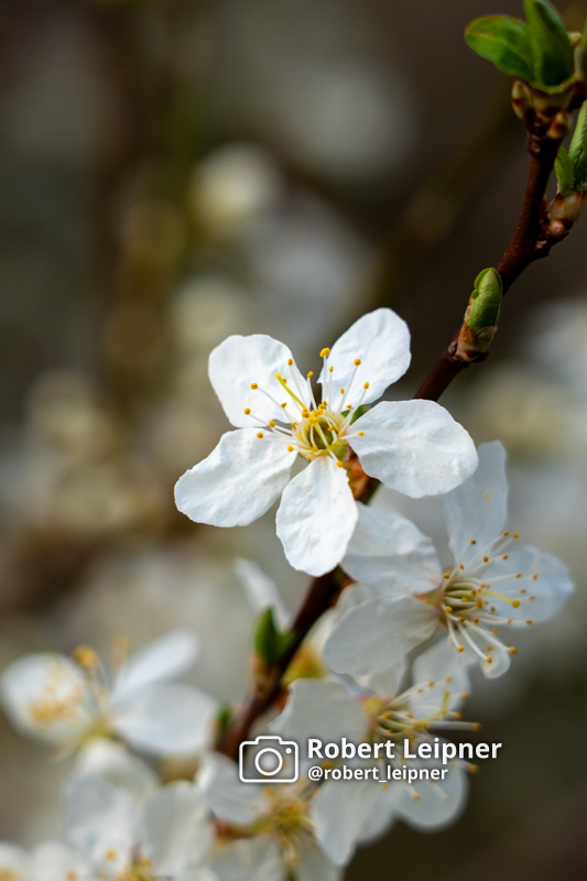 Kirschblüte im Früjahr