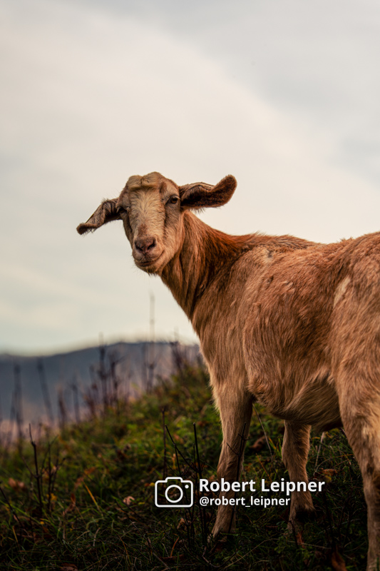 Schaf auf einer Weide im Herbst